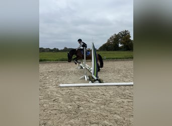 Connemara, Hongre, 15 Ans, 130 cm