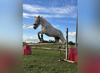 Connemara, Hongre, 15 Ans, 152 cm, Cremello