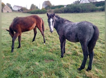 Connemara, Hongre, 1 Année, Gris noir