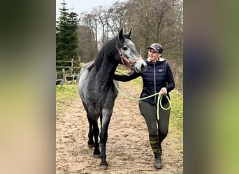 Connemara, Hongre, 2 Ans, 140 cm, Gris pommelé