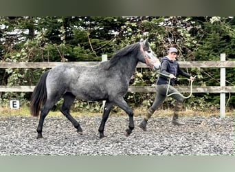Connemara, Hongre, 2 Ans, 140 cm, Gris pommelé