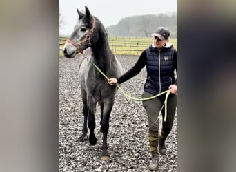 Connemara, Hongre, 2 Ans, 140 cm, Gris pommelé