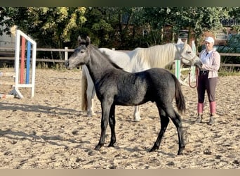 Connemara, Hongre, 2 Ans, 140 cm, Gris pommelé