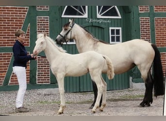 Connemara, Hongre, 2 Ans, 145 cm, Perlino