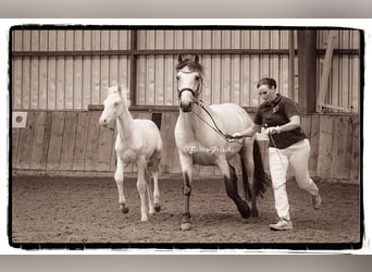 Connemara, Hongre, 2 Ans, 145 cm, Perlino