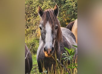 Connemara, Hongre, 3 Ans, 144 cm, Gris