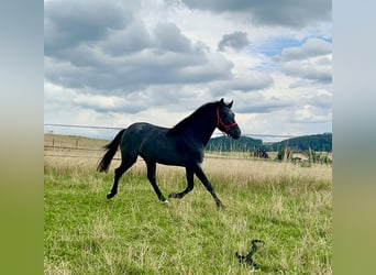 Connemara, Hongre, 3 Ans, 144 cm, Rouan Bleu
