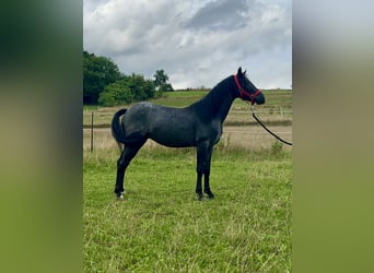 Connemara, Hongre, 3 Ans, 144 cm, Rouan Bleu