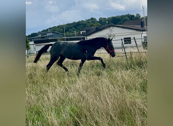 Connemara, Hongre, 3 Ans, 144 cm, Rouan Bleu