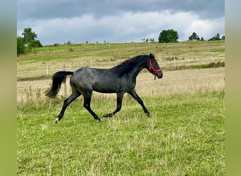 Connemara, Hongre, 3 Ans, 144 cm, Rouan Bleu