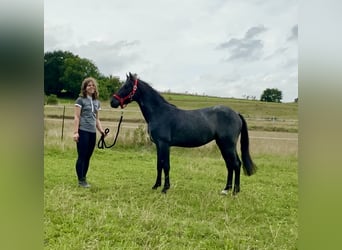 Connemara, Hongre, 3 Ans, 144 cm, Rouan Bleu