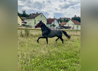 Connemara, Hongre, 3 Ans, 144 cm, Rouan Bleu