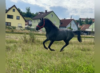 Connemara, Hongre, 3 Ans, 144 cm, Rouan Bleu