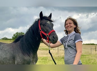 Connemara, Hongre, 3 Ans, 144 cm, Rouan Bleu