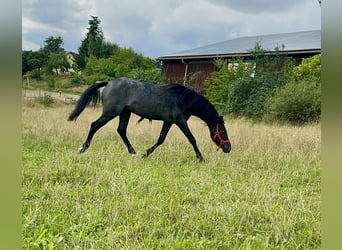 Connemara, Hongre, 3 Ans, 144 cm, Rouan Bleu