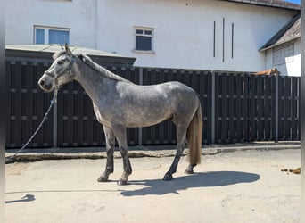 Connemara, Hongre, 3 Ans, 144 cm, Rouan bleu
