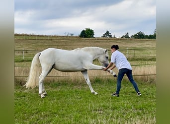 Connemara, Hongre, 3 Ans, 147 cm, Gris