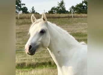 Connemara, Hongre, 3 Ans, 147 cm, Gris