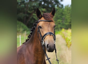 Connemara, Hongre, 3 Ans, 147 cm, Isabelle