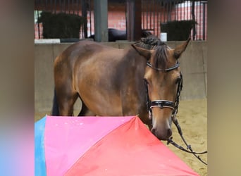 Connemara, Hongre, 3 Ans, 147 cm, Isabelle