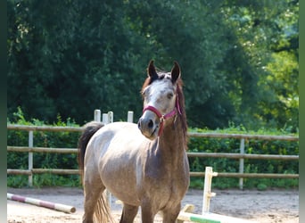 Connemara, Hongre, 3 Ans, 148 cm, Gris