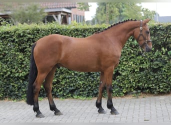 Connemara, Hongre, 3 Ans, 150 cm, Bai