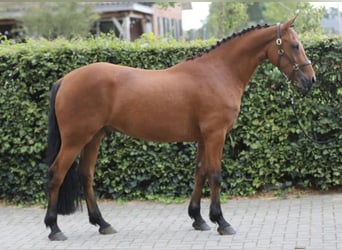 Connemara, Hongre, 3 Ans, 150 cm, Bai
