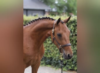 Connemara, Hongre, 3 Ans, 150 cm, Bai
