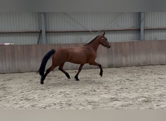 Connemara, Hongre, 3 Ans, 150 cm, Bai
