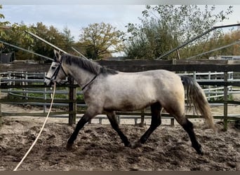 Connemara, Hongre, 3 Ans, 153 cm, Gris