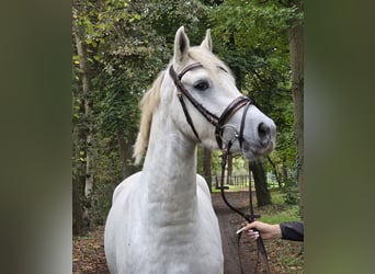 Connemara, Hongre, 3 Ans, 157 cm, Gris