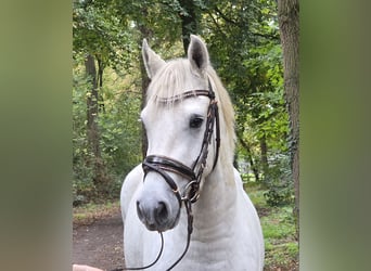 Connemara, Hongre, 3 Ans, 157 cm, Gris