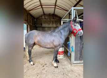 Connemara, Hongre, 4 Ans, 138 cm, Gris noir
