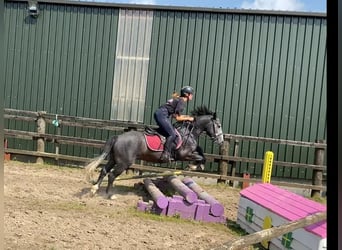 Connemara, Hongre, 4 Ans, 138 cm, Gris noir
