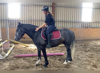 Connemara, Hongre, 4 Ans, 138 cm, Gris noir