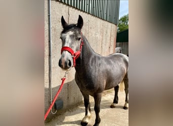 Connemara, Hongre, 4 Ans, 138 cm, Gris noir