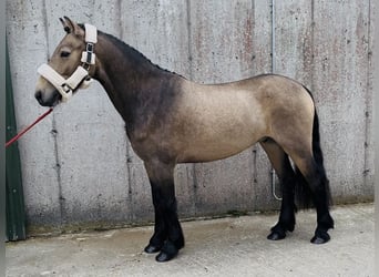 Connemara, Hongre, 4 Ans, 138 cm, Isabelle