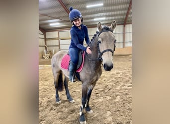 Connemara, Hongre, 4 Ans, 138 cm, Isabelle