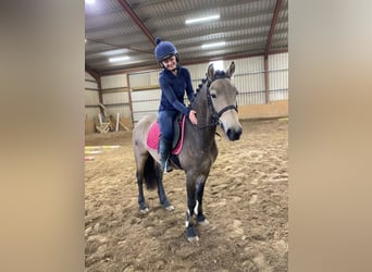 Connemara, Hongre, 4 Ans, 138 cm, Isabelle