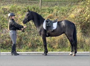 Connemara, Hongre, 4 Ans, 139 cm, Rouan Bleu