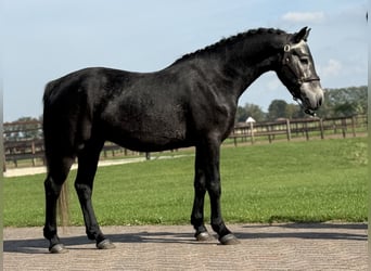 Connemara, Hongre, 4 Ans, 142 cm, Gris