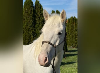Connemara Croisé, Hongre, 4 Ans, 144 cm, Gris