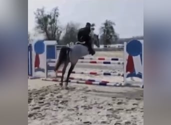 Connemara, Hongre, 4 Ans, 145 cm, Gris