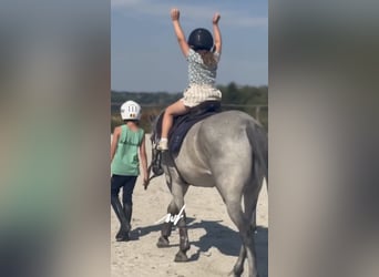 Connemara, Hongre, 4 Ans, 145 cm, Gris