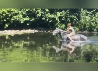 Connemara, Hongre, 4 Ans, 145 cm, Gris
