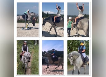 Connemara, Hongre, 4 Ans, 145 cm, Gris