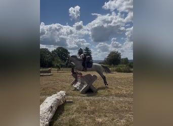 Connemara, Hongre, 4 Ans, 145 cm, Gris