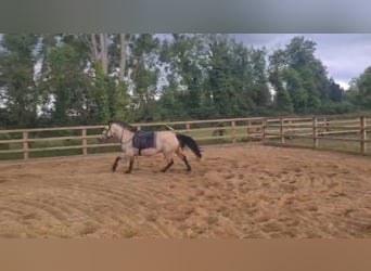 Connemara, Hongre, 4 Ans, 145 cm, Isabelle