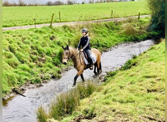 Connemara, Hongre, 4 Ans, 145 cm, Isabelle