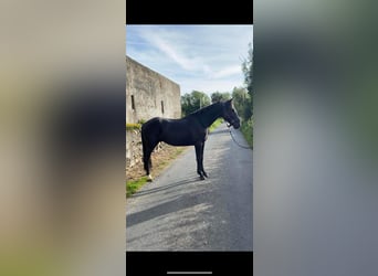 Connemara, Hongre, 4 Ans, 145 cm, Noir